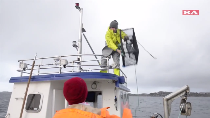 Krepsefiskeren Skålevik